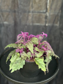 Gynura aurantiaca - Sammetsblad