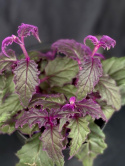 Gynura aurantiaca - Sammetsblad