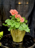 Pelargonium Astrid