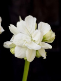 Pelargonium \'Mårbacka\'  (Vit)