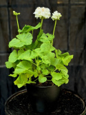 Pelargonium \'Mårbacka\'  (Vit)
