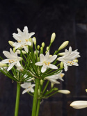 Agapanthus \'Summer Love White\' - Afrikas blå lilja (vit)