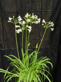 Agapanthus \'Summer Love White\' - Afrikas blå lilja (vit)