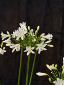 Agapanthus \'Summer Love White\' - Afrikas blå lilja (vit)