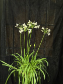 Agapanthus \'Summer Love White\' - Afrikas blå lilja (vit)
