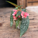Begonia maculata Wings