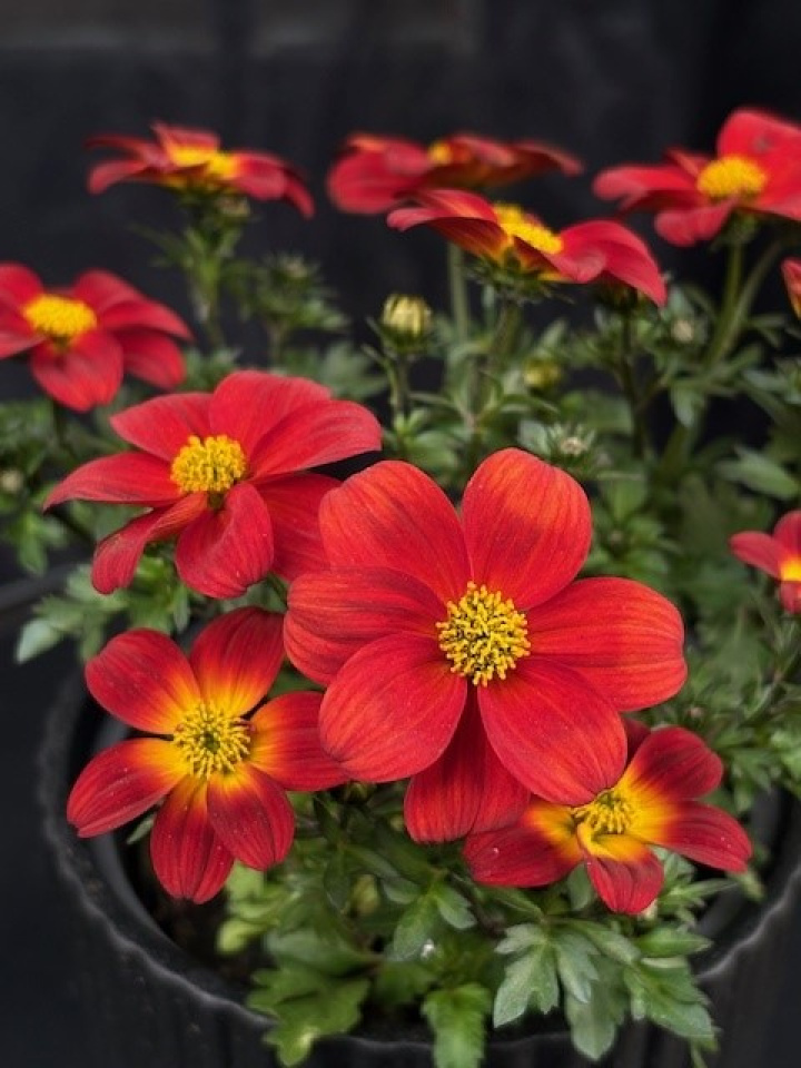 Bidens \'Eldoro Red\' - Gullskära, röd i gruppen Växter / Säsongsväxter / Sommarblommor hos Åsby Hem & Trädgård (181533)