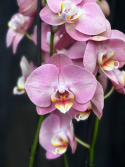 Phalaenopsis \'Honey Peach\' - Brudorkidé
