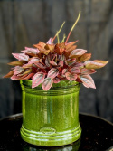 Peperomia Cayenne
