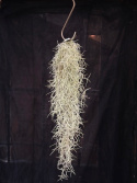 Tillandsia usneoides - Spansk mossa