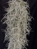 Tillandsia usneoides - Spansk mossa