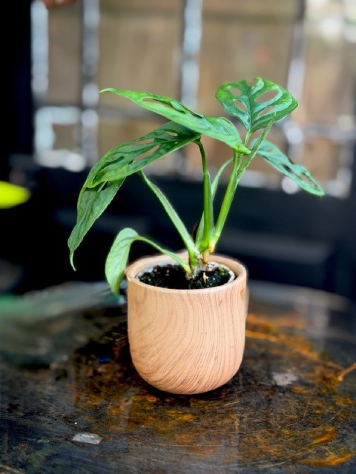 Monstera adansonii i gruppen Växter hos Åsby Hem & Trädgård (183980)