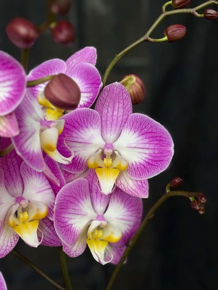Phalaenopsis \'Sunca Split\' - Brudorkidé i gruppen Växter / Krukväxter / Orkidéer hos Åsby Hem & Trädgård (184401)