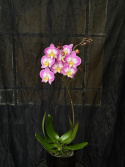 Phalaenopsis \'Sunca Split\' - Brudorkidé