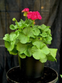 Pelargonium Surv. Idols Rosalinda