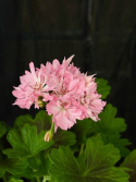 Pelargonium \'Minnie\' - Stjärnpelargon