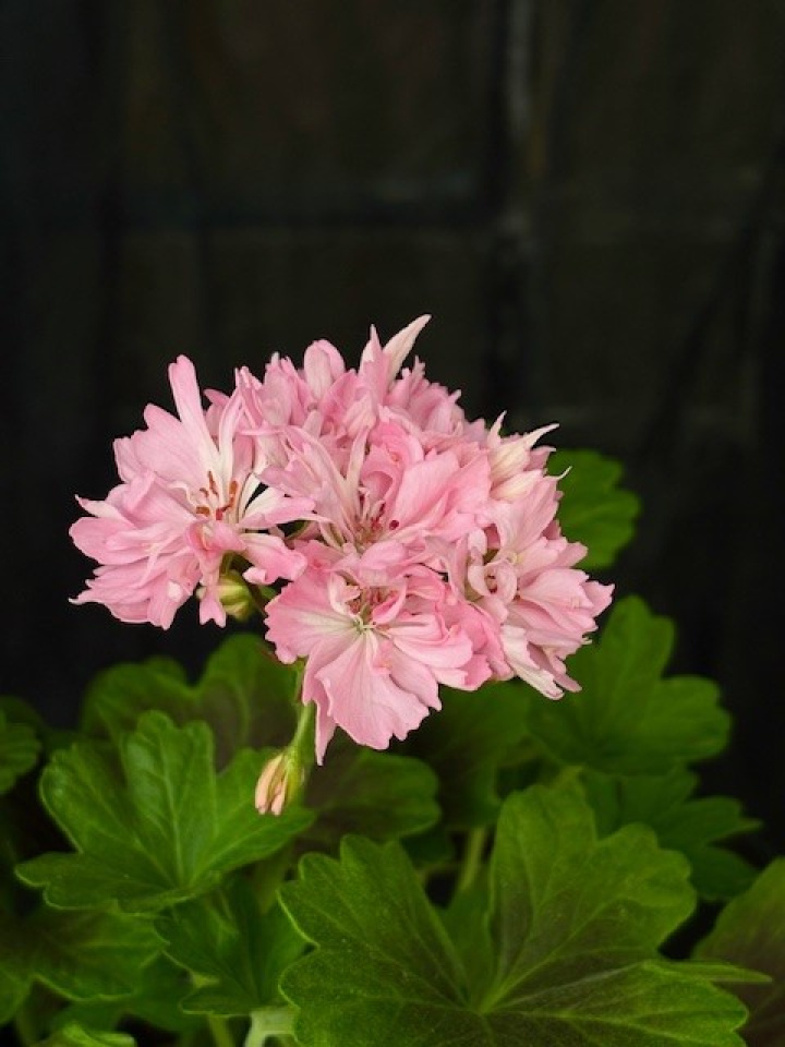 Pelargonium \'Minnie\' - Stjärnpelargon i gruppen Växter / Krukväxter / Pelargoner hos Åsby Hem & Trädgård (185543)