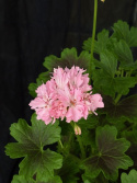 Pelargonium \'Minnie\' - Stjärnpelargon