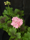 Pelargonium \'Minnie\' - Stjärnpelargon