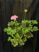 Pelargonium \'Minnie\' - Stjärnpelargon