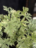 Pelargonium grav. \'Grey Lady Plymouth\' - Doftpelargon