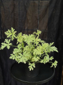 Pelargonium grav. \'Grey Lady Plymouth\' - Doftpelargon