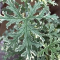 Pelargonium grav. \'Grey Lady Plymouth\' - Doftpelargon