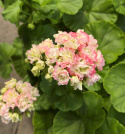 Pelargonium \'Appleblossom Rosebud\' - Äppelblomspelargon