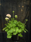 Pelargonium \'Appleblossom Rosebud\' - Äppelblomspelargon