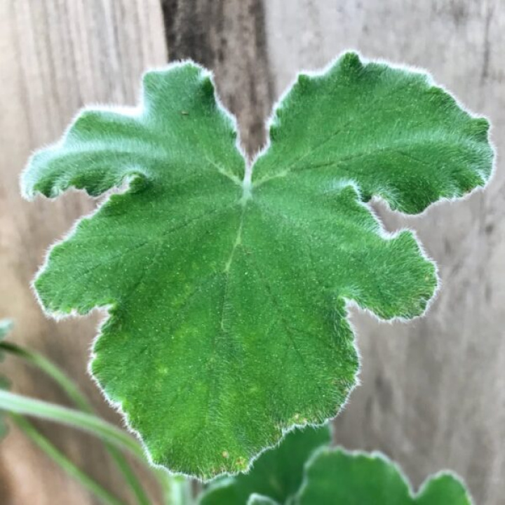 Pelargonium tomentosum i gruppen Växter / Krukväxter / Pelargoner hos Åsby Hem & Trädgård (186146)