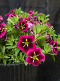 Calibrachoa \'Good Night Kiss\' - Småpetunia