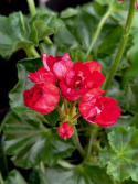 Pelargonium Victoria Andrea