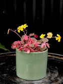 Oxalis vulcan. Crazy Plum