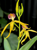 Prosthechea cochleata Tarantula Y