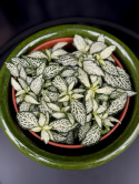 Fittonia White Forest Flame