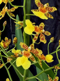 Oncidium Tempera