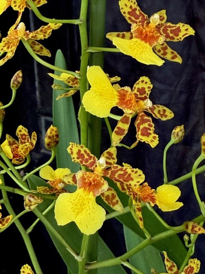 Oncidium Tempera i gruppen Växter / Krukväxter / Orkidéer hos Åsby Hem & Trädgård (189243)