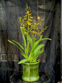 Oncidium Tempera