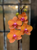 Phalaenopsis Bologna