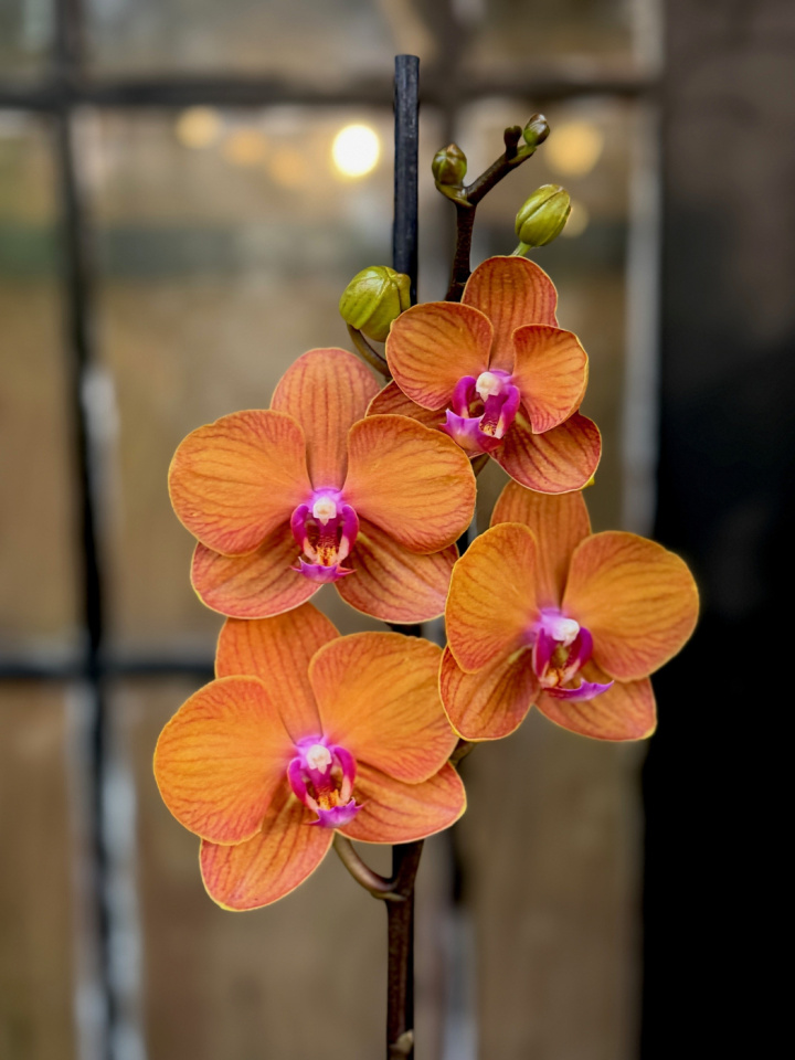 Phalaenopsis Bologna i gruppen Växter / Krukväxter / Orkidéer hos Åsby Hem & Trädgård (189244)