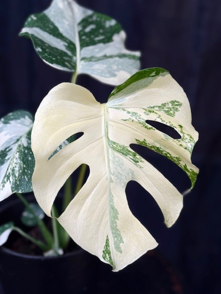 Monstera deliciosa \'Thai Constellation\' - Monstera (brokbladig) i gruppen Växter / Krukväxter / Gröna växter/bladväxter hos Åsby Hem & Trädgård (189378)