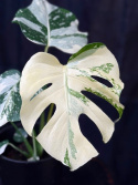 Monstera deliciosa \'Thai Constellation\' - Monstera (brokbladig)