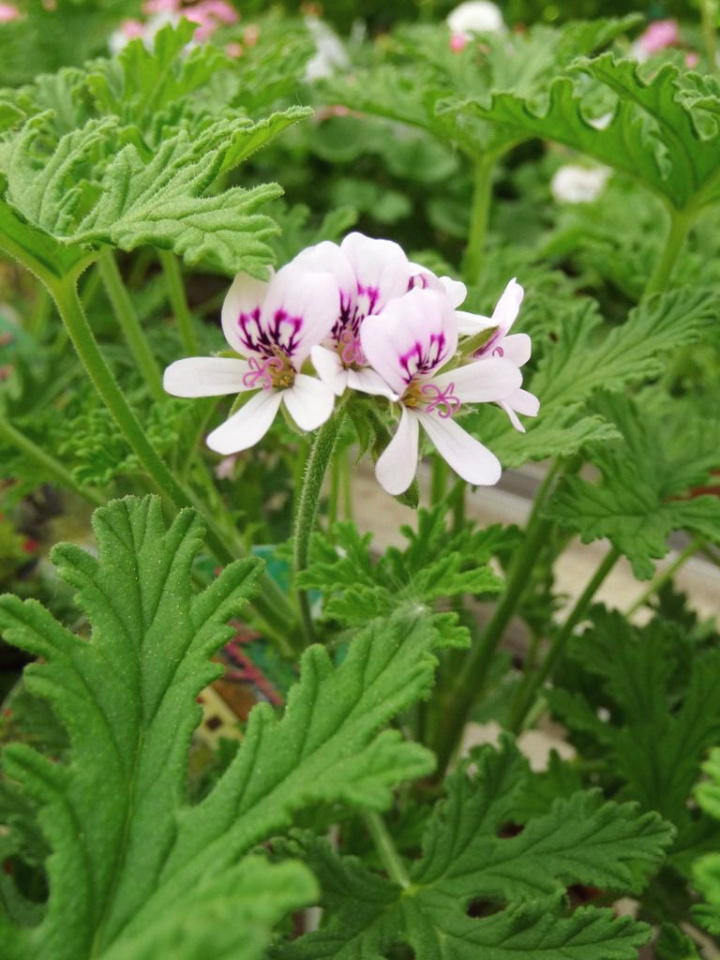 Pelargonium grav. Dr. Westerlund i gruppen Växter / Krukväxter / Pelargoner hos Åsby Hem & Trädgård (190455)