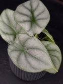 Alocasia baginda \'Silver Dragon\' - Draksköldsalokasia
