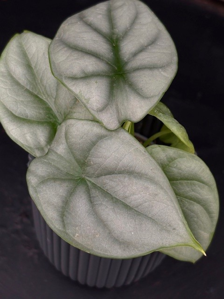 Alocasia baginda \'Silver Dragon\' - Draksköldsalokasia i gruppen Växter / Krukväxter / Gröna växter/bladväxter hos Åsby Hem & Trädgård (190690)