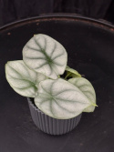 Alocasia baginda \'Silver Dragon\' - Draksköldsalokasia