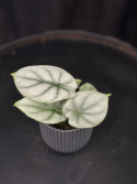 Alocasia baginda \'Silver Dragon\' - Draksköldsalokasia