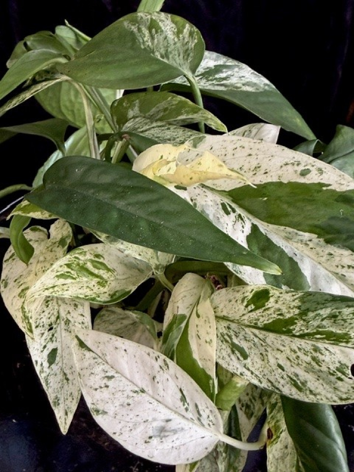 Epipremnum pinn. Marble Variegata i gruppen Växter / Krukväxter / Gröna växter/bladväxter hos Åsby Hem & Trädgård (190703)