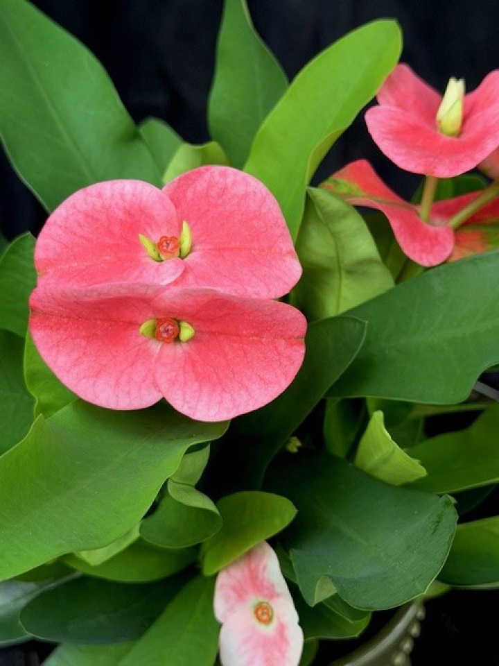 Euphorbia milii i gruppen Växter / Krukväxter / Kaktusar & Suckulenter hos Åsby Hem & Trädgård (190728)