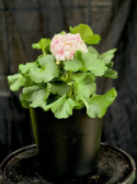 Pelargonium Paperbloom